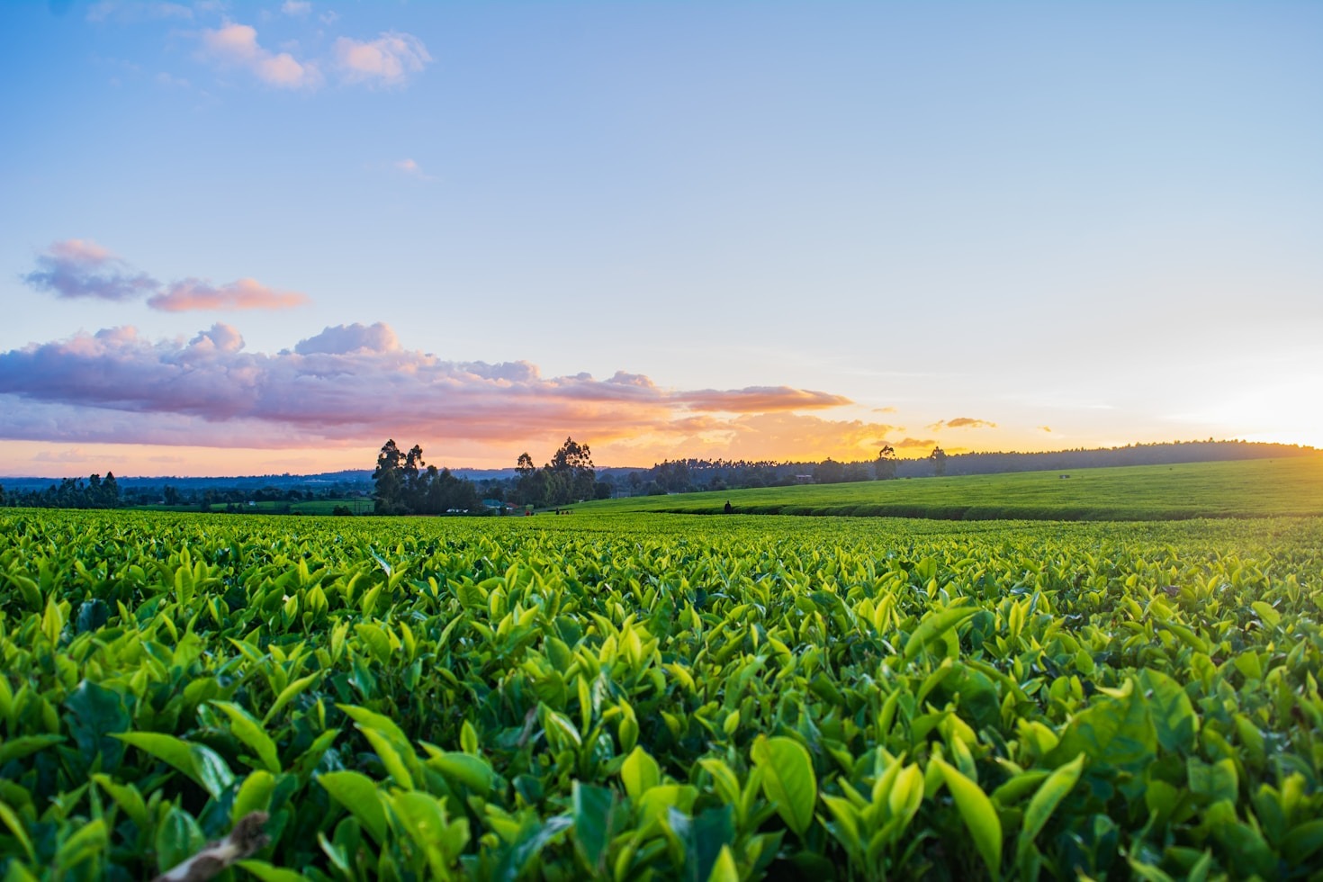 A Importância dos Nutrientes no Crescimento das Plantas